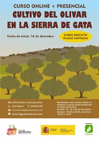 Cultivo del olivar en la Sierra de Gata