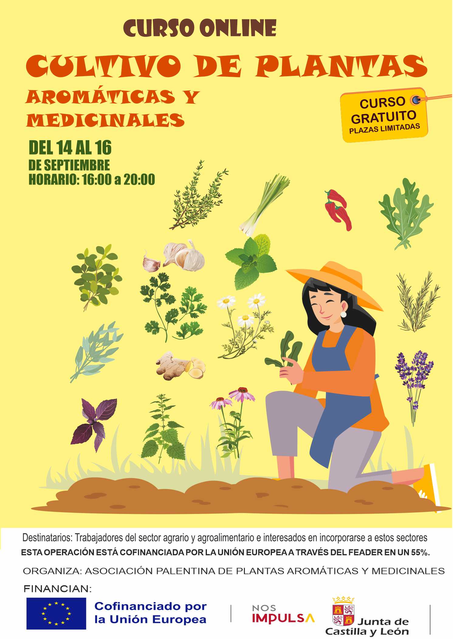 Cultivo plantas aromaticas