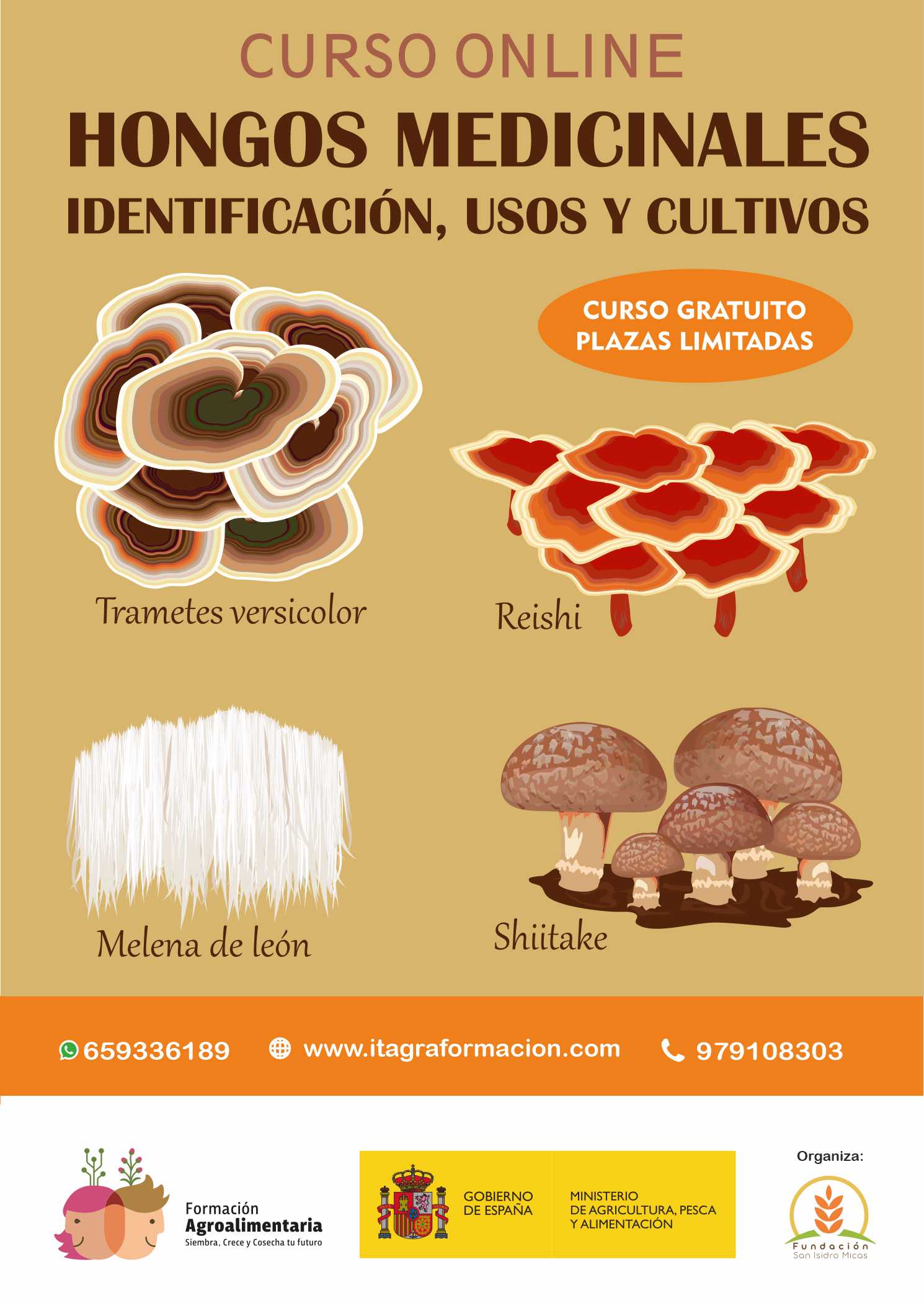 Hongos medicinales. Identificación, usos y cultivo