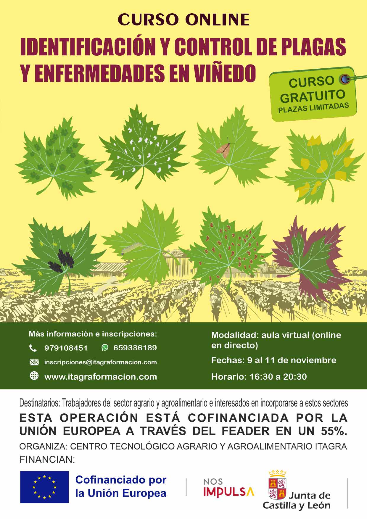 Identificación y control de plagas y enfermedades en el viñedo
