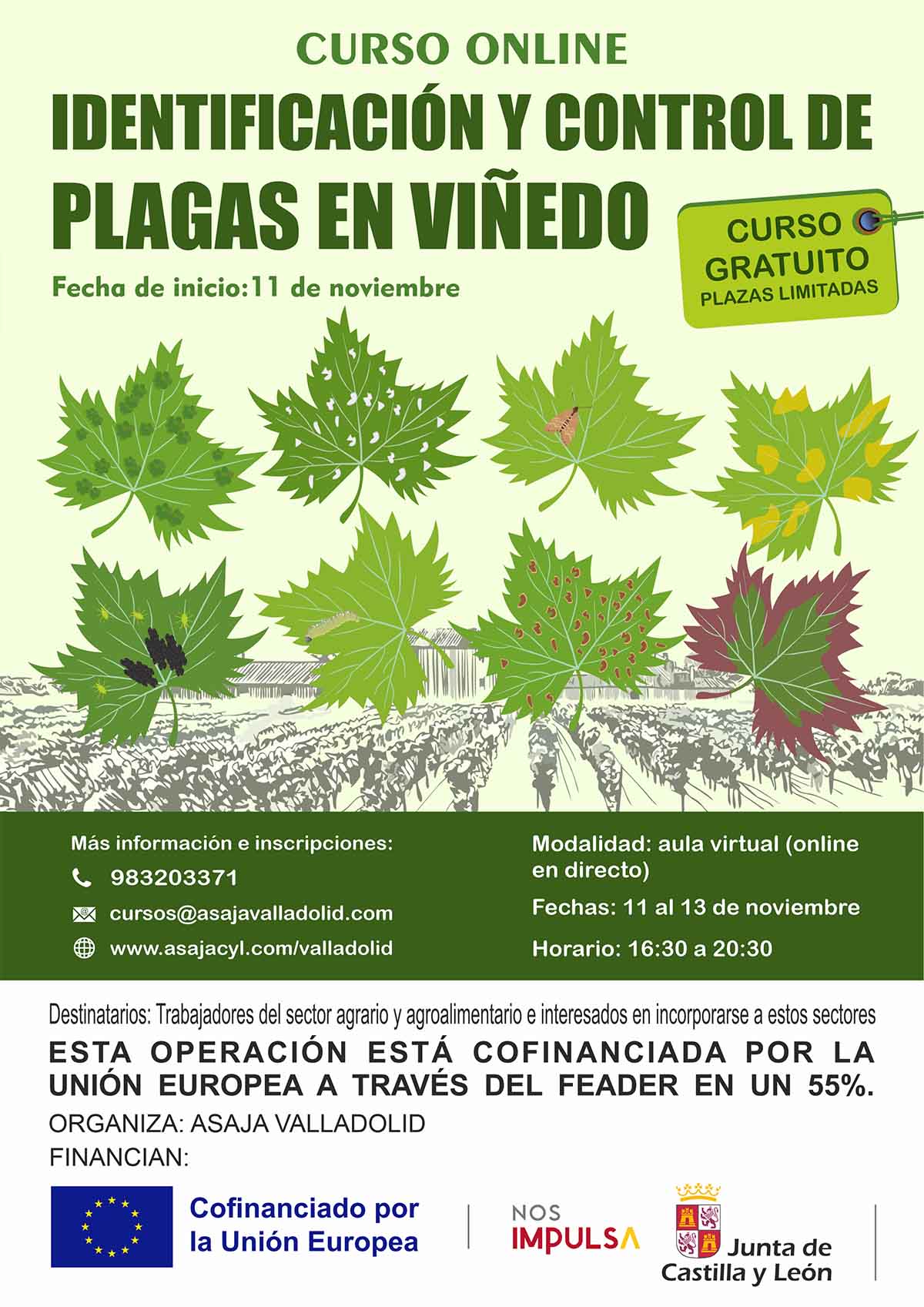 Identificación y control de plagas en viñedo